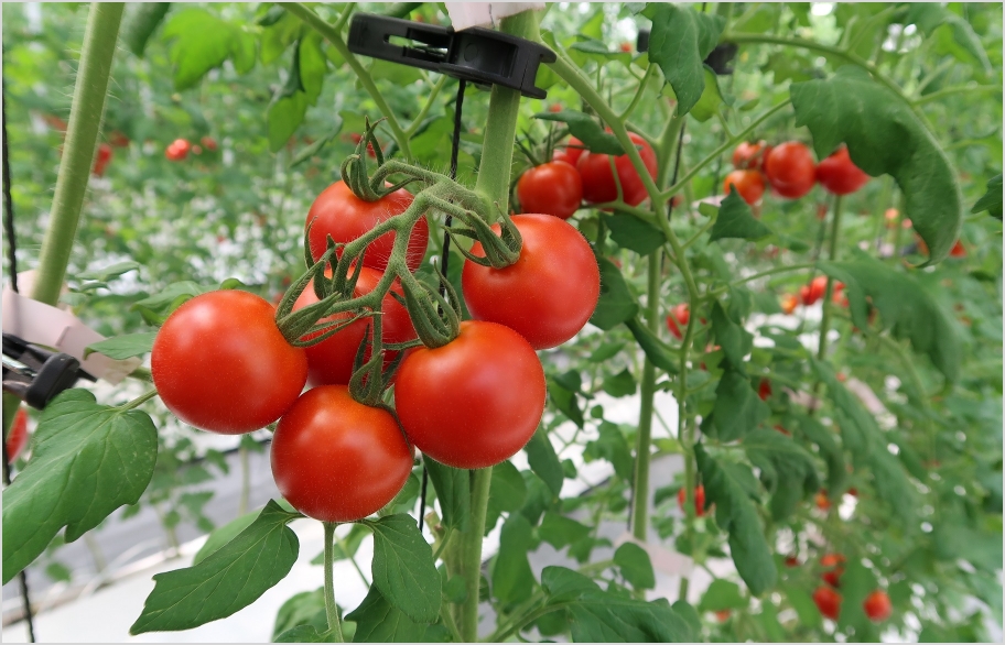トマト密植栽培2