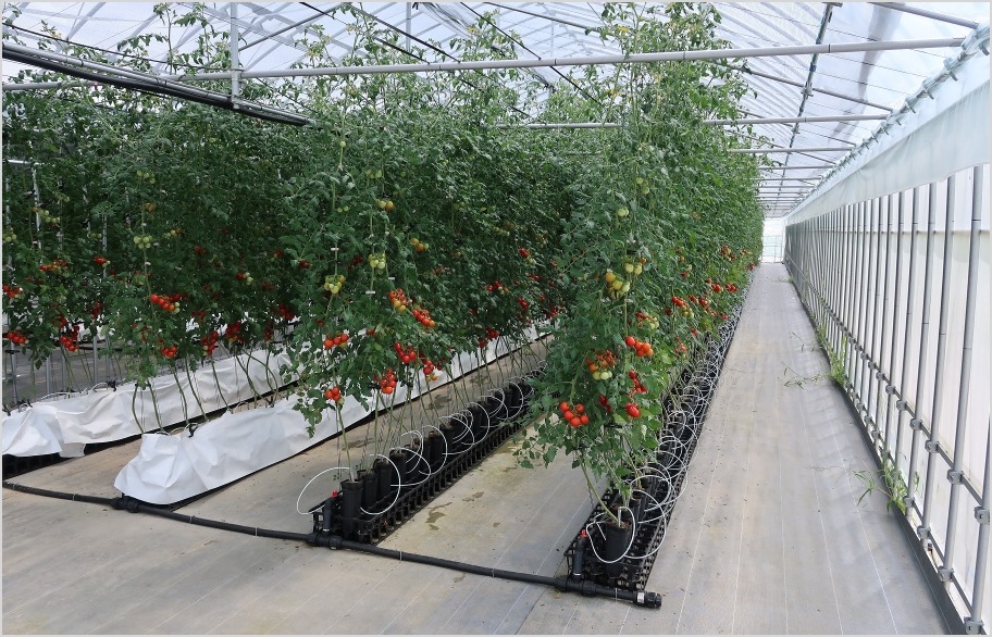 トマト密植栽培1